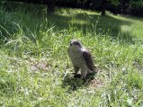 img027.jpeg.small.jpeg
